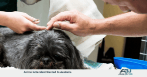 Animal Attendant Wanted In Australia