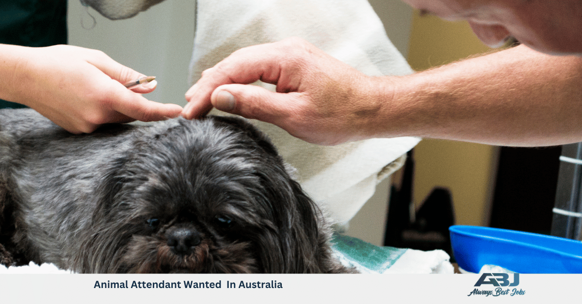 Animal Attendant Wanted In Australia